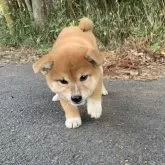 柴犬(標準サイズ)