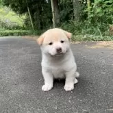柴犬(標準サイズ)【三重県・男の子・2025年8月7日・淡赤(白)】の写真3