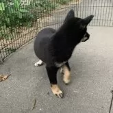 柴犬(標準サイズ)【三重県・女の子・2025年8月19日・黒】の写真3