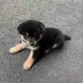 柴犬(標準サイズ)【三重県・男の子・2025年8月19日・黒】の写真13