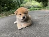 柴犬(標準サイズ)【三重県・男の子・2025年8月7日・赤】の写真5