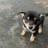 柴犬(標準サイズ)【三重県・男の子・2025年8月19日・黒】の写真3