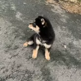 柴犬(標準サイズ)【三重県・男の子・2025年8月19日・黒】の写真4