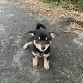 柴犬(標準サイズ)【三重県・男の子・2025年8月19日・黒】の写真2