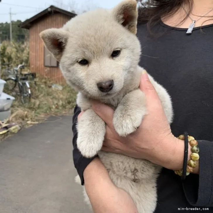 M.E 様のお迎えした子犬