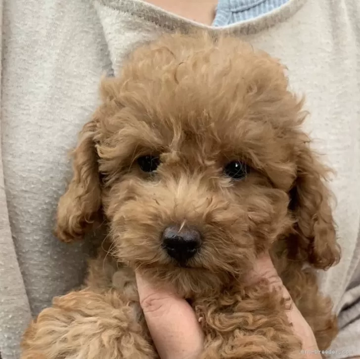 ID:2408-04698の子犬