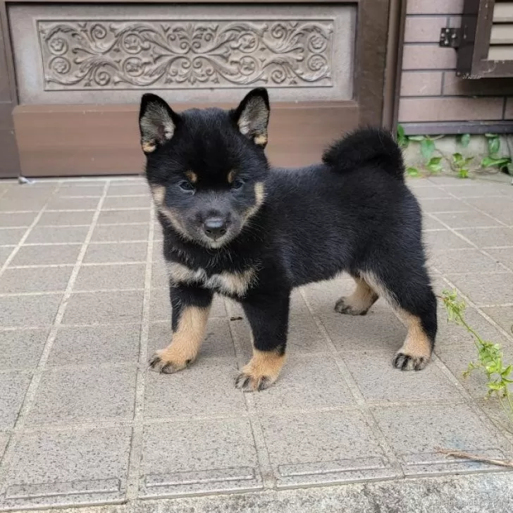 ID:2409-07606の子犬