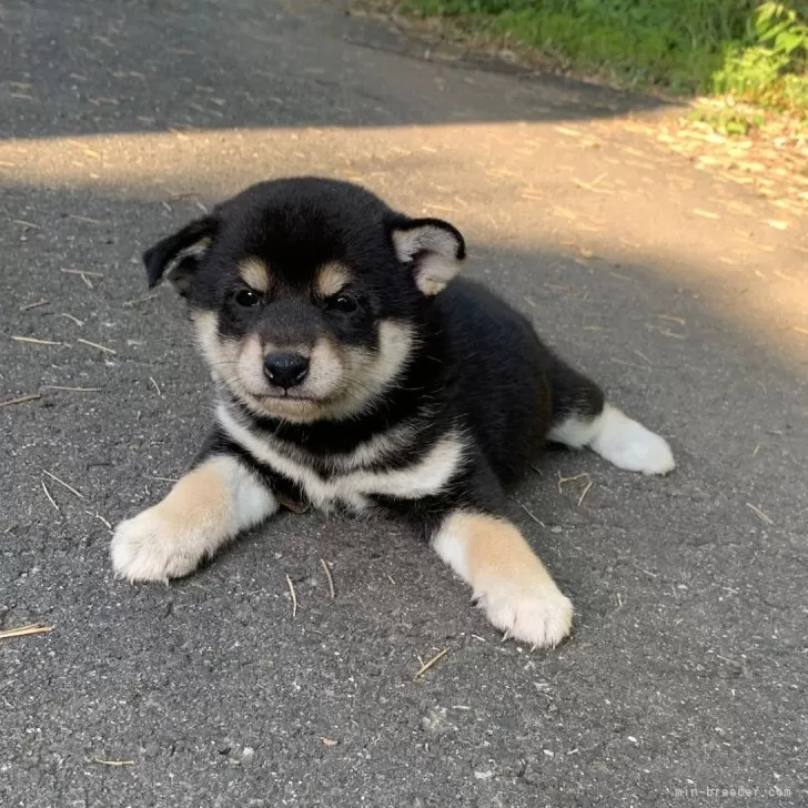 ID：2405-00966の子犬