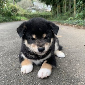 柴犬(標準サイズ)【三重県・男の子・2024年9月13日・黒】の写真「人懐っこい男の子！
父犬遺伝性疾患クリア！」
