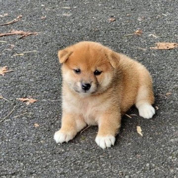 柴犬(標準サイズ)【三重県・女の子・2023年8月8日・赤】の写真「人懐っこい可愛い女の子です！」