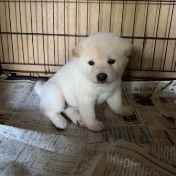 柴犬(標準サイズ)【三重県・女の子・2023年9月13日・淡赤(白)】の写真「元気一杯の女の子です！
ふわふわもふもふ」