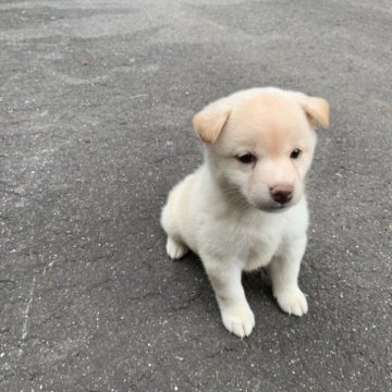柴犬(標準サイズ)【三重県・女の子・2023年8月16日・淡赤(白)】の写真「ちょっぴり控えめの女の子です。
ふわふわもふもふ」