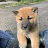 柴犬(標準サイズ)【三重県・男の子・2023年9月3日・赤】の写真1