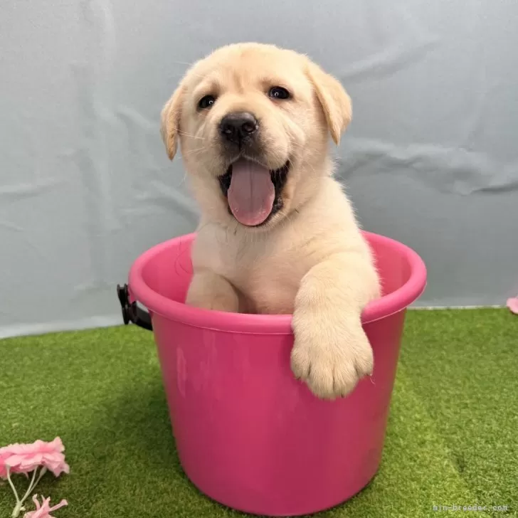 ID:2503-06356の子犬