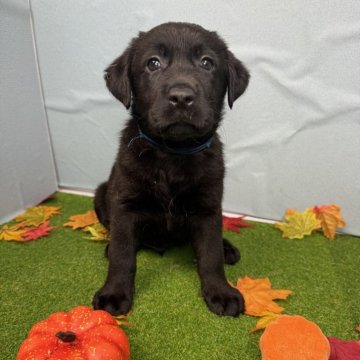 ラブラドールレトリバー【千葉県・男の子・2025年9月11日・ブラック】の写真「お目目パッチリ君！青のリボンが目印です。」