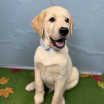 ラブラドールレトリバー【千葉県・男の子・2025年9月11日・イエロー】の写真「垂れ目系の癒し系！水色のリボンが目印です。」