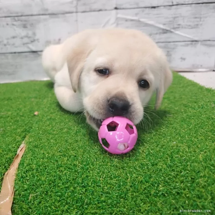 ID:2401-04919の子犬