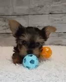 ヨークシャーテリア【千葉県・女の子・2024年1月3日・スチールブルー&タン】の写真2