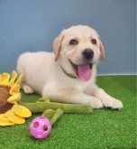 ラブラドールレトリバー【千葉県・女の子・2024年7月13日・イエロー】の写真3