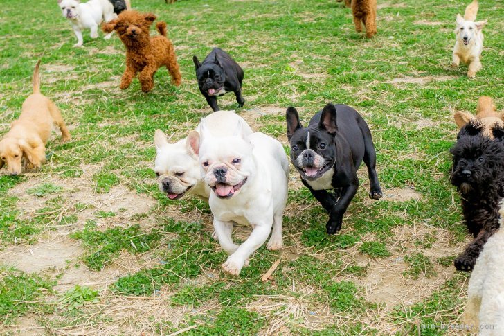 両親犬ちゃんたちは広々とした自然豊かな環境で暮しています！｜鈴木　愛(すずき　めぐみ)ブリーダー(東京都・トイプードルなど・JKC登録)の紹介写真2