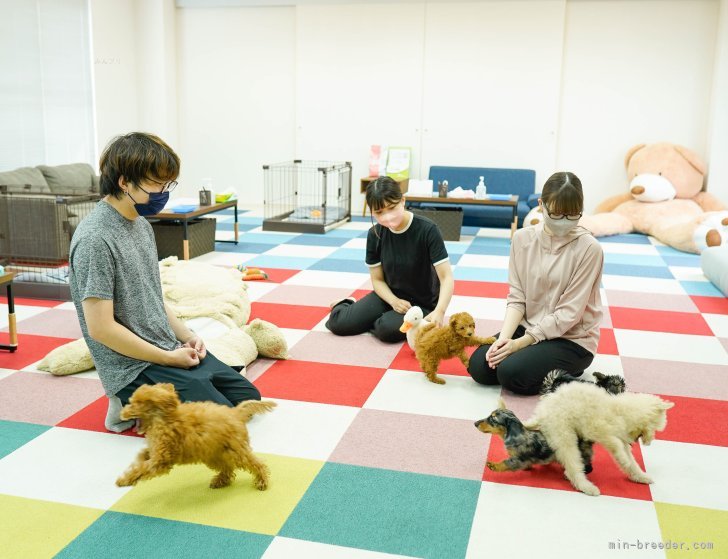 ご家族でお越しいただいても大丈夫です！｜岩切　友輔(いわきり　ゆうすけ)ブリーダー(東京都・トイプードルなど・JKC登録)の紹介写真3