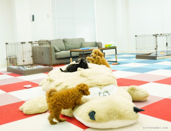 子犬達の自然な姿を広いスペースでご見学できます！｜鈴木　愛(すずき　めぐみ)ブリーダー(東京都・トイプードルなど・JKC登録)の紹介写真4