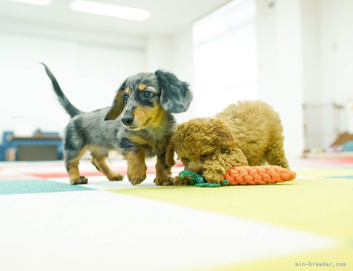 2頭見学でワンちゃんの相性を見る事も可能です🐶｜鈴木　愛(すずき　めぐみ)ブリーダー(東京都・トイプードルなど・JKC登録)の紹介写真5