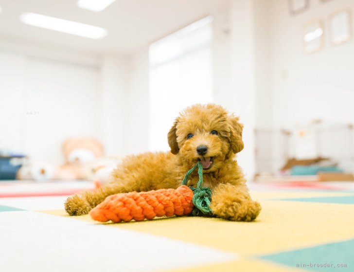 おもちゃで遊んでいる姿も可愛い🌸｜鈴木　愛(すずき　めぐみ)ブリーダー(東京都・トイプードルなど・JKC登録)の紹介写真6