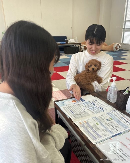 ご不明な点やご不安な点がございましたら、専属スタッフにご相談くださいませ！｜鈴木　愛(すずき　めぐみ)ブリーダー(東京都・トイプードルなど・JKC登録)の紹介写真7