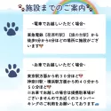 チワワ(ロング)【東京都・男の子・2025年1月7日・フォーン】の写真11「施設の詳細住所に関しましては、ご見学確定時にお送りしております🐾」