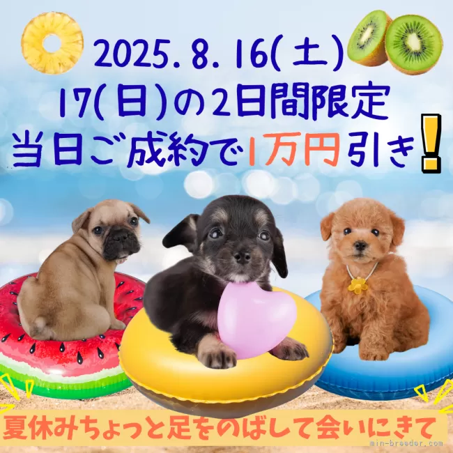 ロン犬　＊お気軽にコメント下さい＊ チワワ(ロング)【東京都・女の子・2025年6月1日・フォーン