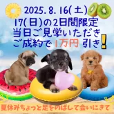 ミニチュアダックスフンド(ロング)【東京都・女の子・2025年6月17日・シェーデッドイエロー】の写真6「この機会にご家族の皆様で是非ご見学にお越しください🌸✨」