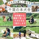 チワプー(チワワ×トイプードル)【東京都・男の子・2025年7月31日・ブラック&タン】の写真12「本犬舎の運動場では両親犬ちゃんが元気いっぱいに遊んでおります🎵」