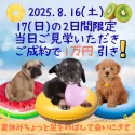 ポメラニアン【東京都・男の子・2025年4月5日・パーティー】の写真6「この機会にご家族の皆様で是非ご見学にお越しください🌸✨」