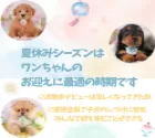 コッカプー(トイプードル×アメリカンコッカースパニエル)【東京都・男の子・2025年6月29日・クリーム】の写真7「夏休みシーズンはワンちゃんと一緒に過ごして絆を深める最適な季節です🍉お問合せお待ちしております♫」