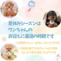ミニチュアダックスフンド(ロング)【東京都・女の子・2025年5月23日・チョコレート&タン】の写真7「夏休みシーズンはワンちゃんと一緒に過ごして絆を深める最適な季節です🍉お問合せお待ちしております♫」