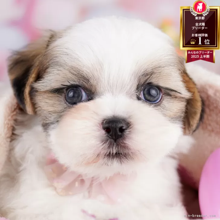 ID：2508-01804の子犬