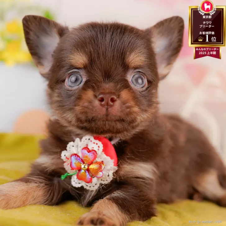 ゆかんた 様のお迎えした子犬