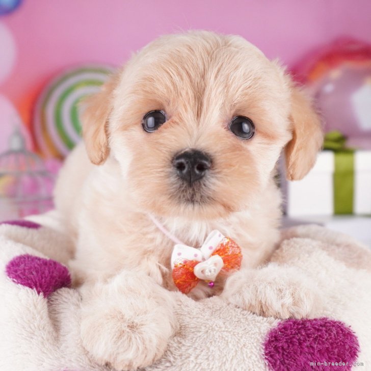 トイプー 価格の安いMIX犬 ♂ (父）マルチーズ×（母）トイプードル 八千代