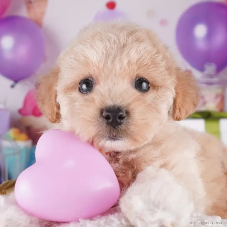 ID：2509-07134の子犬