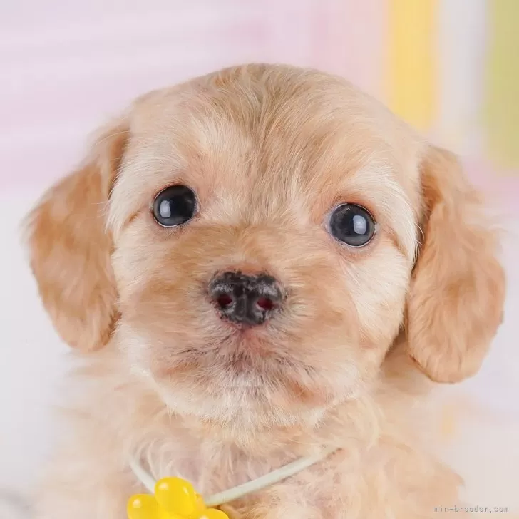 ID：2502-02106の子犬