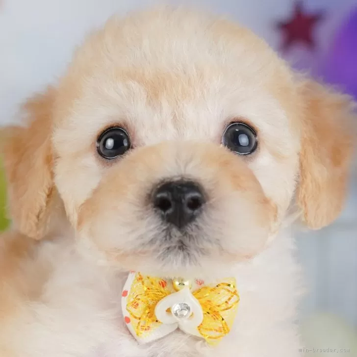 T.S 様のお迎えした子犬