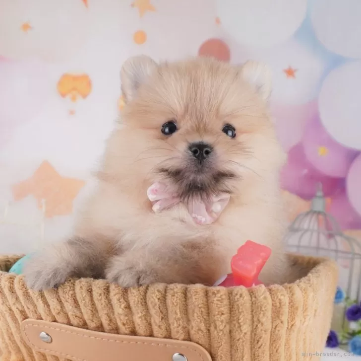 ID:2503-03543の子犬