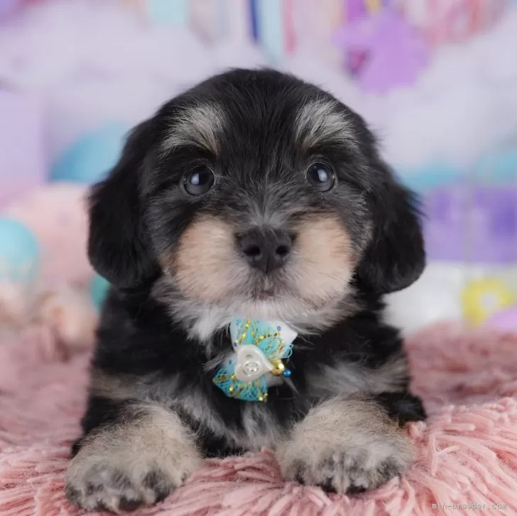 マルックス(マルチーズ×ダックスフンド)【東京都・男の子・2025年8月21日・ブラック&amp;タン】の写真1「狂犬病ワクチン接種が終わったらお散歩デビューだワン🐶✨」