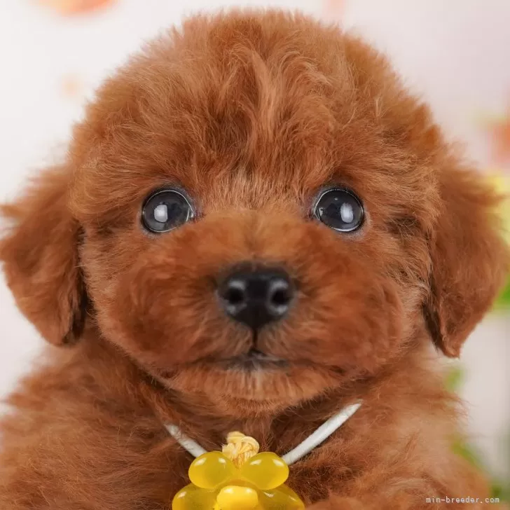 ID：2412-06518の子犬