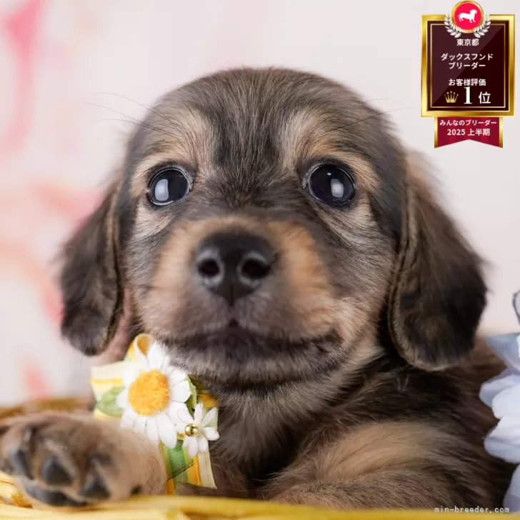 I.O 様のお迎えした子犬