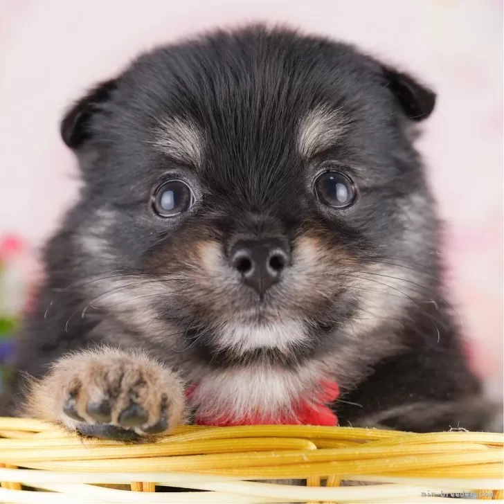ポメチワ(ポメラニアン×チワワ)【東京都・男の子・2025年3月30日・ブラック&タン】の写真1「狂犬病ワクチン接種が終わったらお散歩デビューだワン🐶✨」