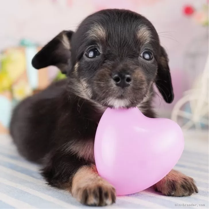 チワックス(チワワ×ダックスフンド)【東京都・女の子・2025年5月10日・ブラック&amp;タン】の写真1「狂犬病ワクチン接種が終わったらお散歩デビューだワン🐶✨」