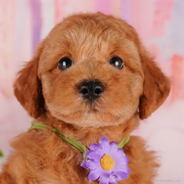 ID:2502-01203の子犬