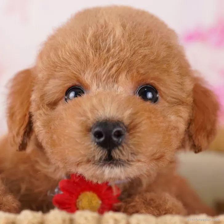 ID：2411-06971の子犬